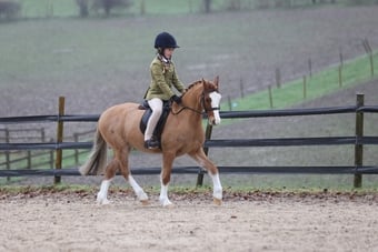 "William" Chestnut Gelding Lead Rein/First Ridden Pony