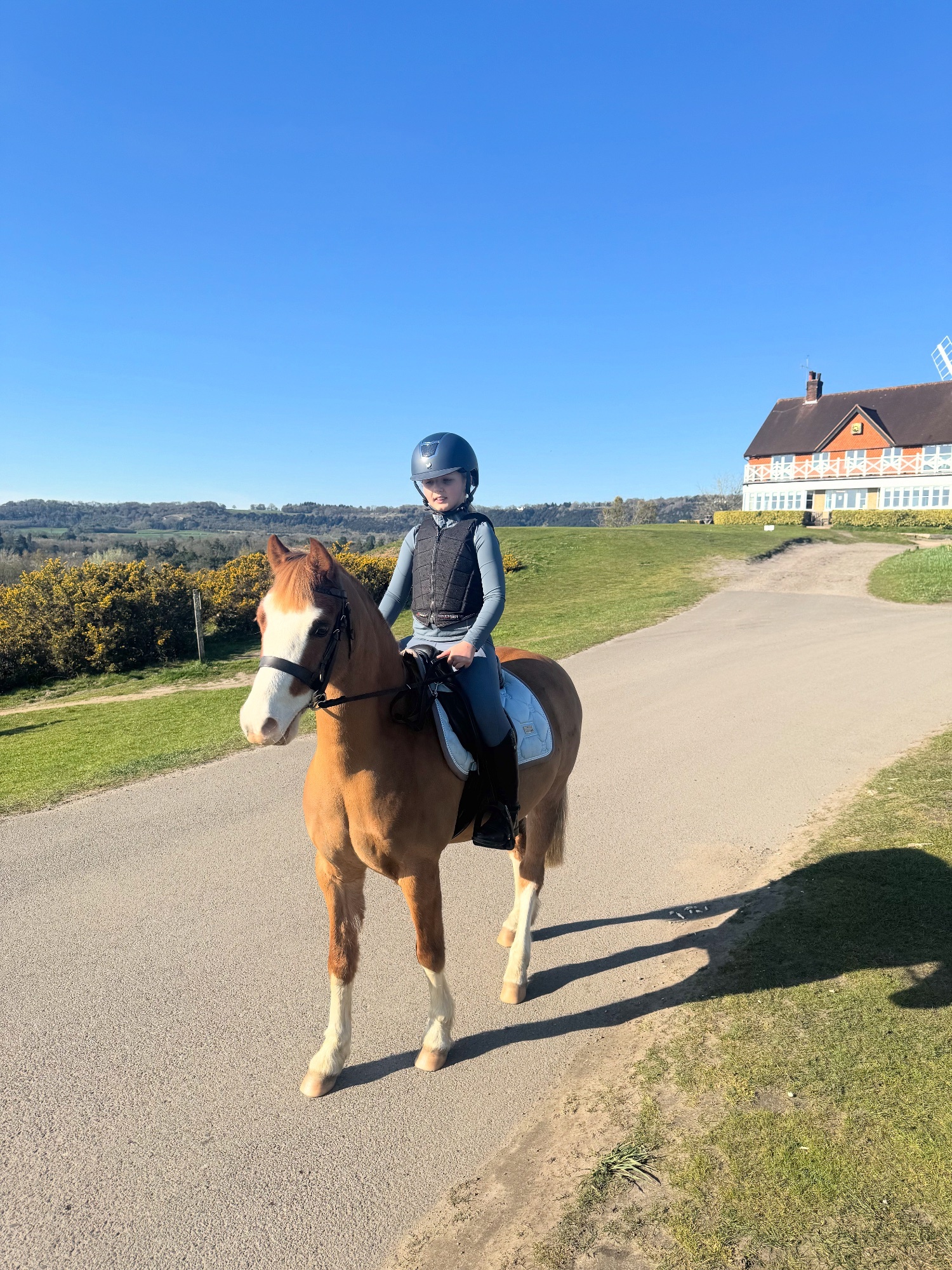 "William" Chestnut Gelding Lead Rein/First Ridden Pony