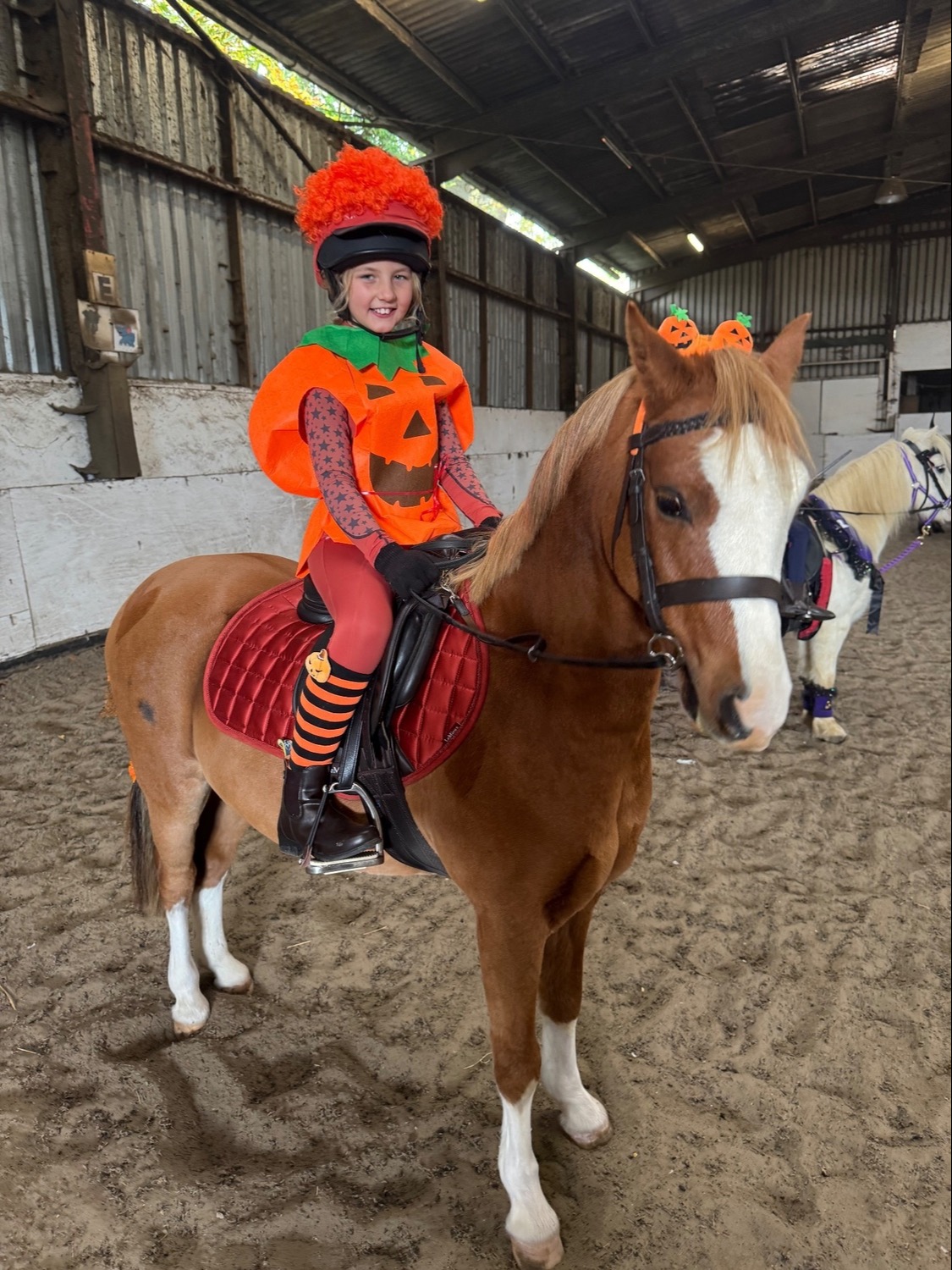 Reigate "William" Chestnut Gelding Lead Rein/First Ridden Pony