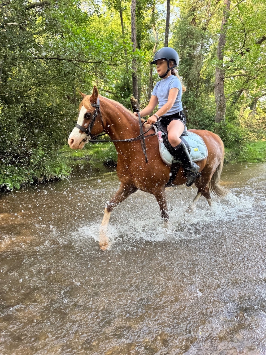 "William" Chestnut Gelding Lead Rein/First Ridden Pony - Horses in Reigate