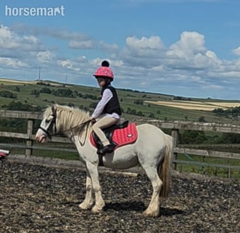 "Buttons" Blue &amp; White Mare Cob/Heavy Horse