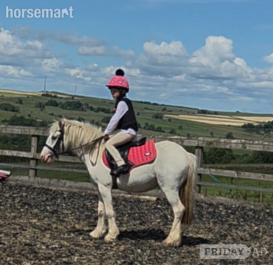 "Buttons" Blue &amp; White Mare Cob/Heavy Horse in Hexham