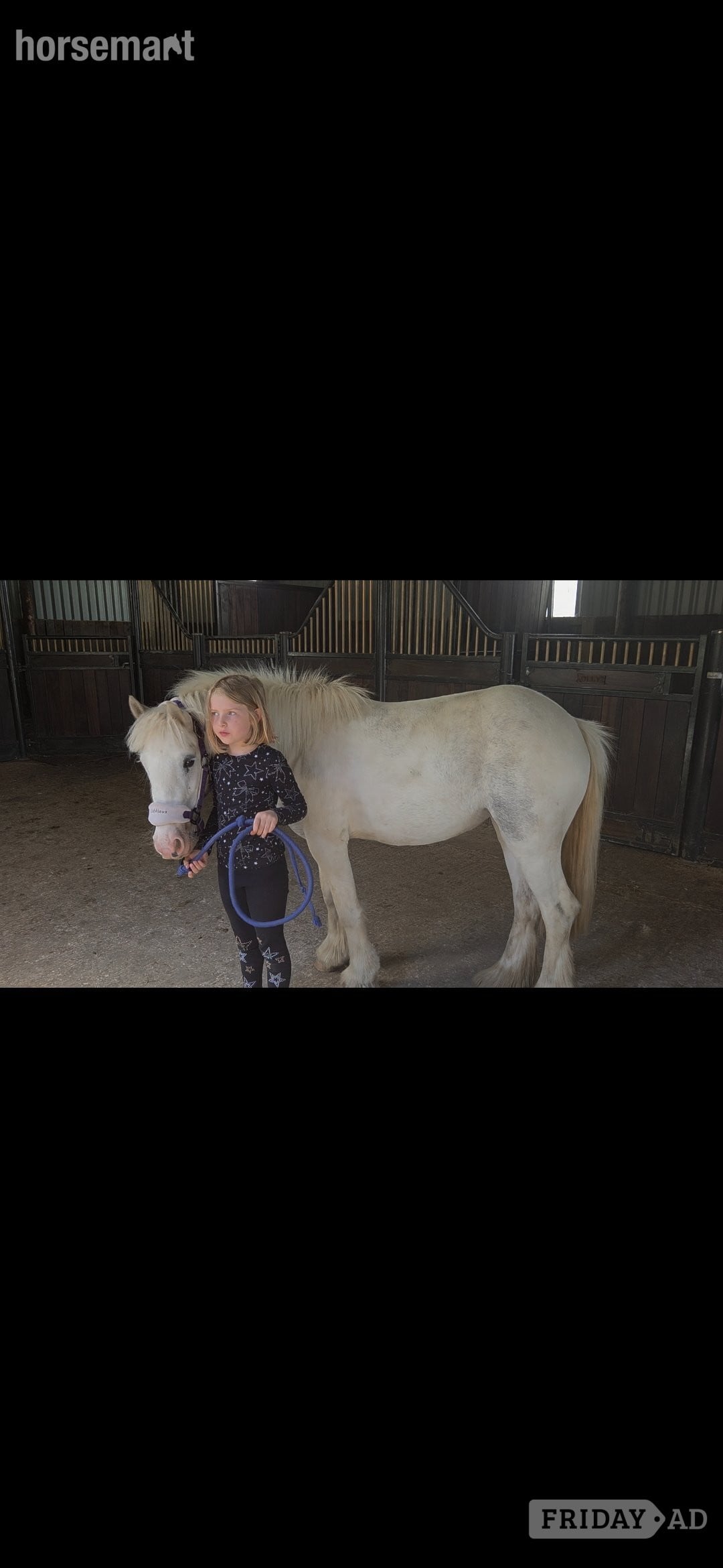 "Buttons" Blue &amp; White Mare Cob/Heavy Horse