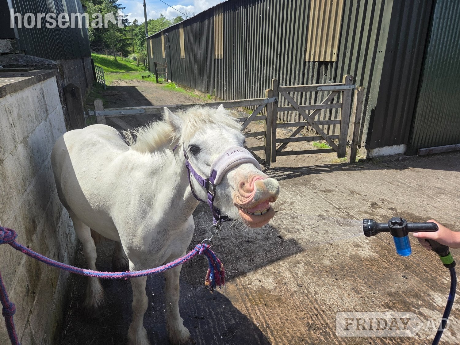 Hexham "Buttons" Blue &amp; White Mare Cob/Heavy Horse