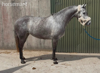 "Jumping ponies"  Gelding Show Jumper