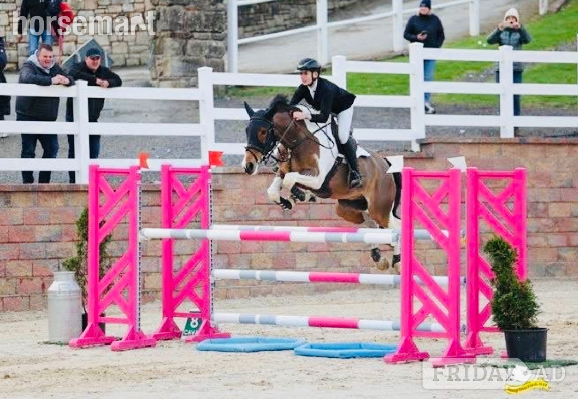 "Jumping ponies"  Gelding Show Jumper