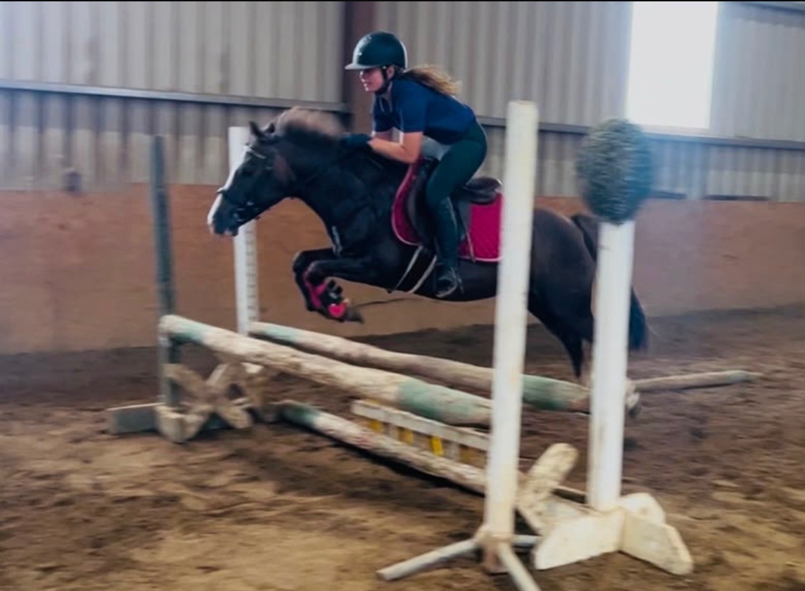Collooney "Jumping ponies"  Gelding Show Jumper