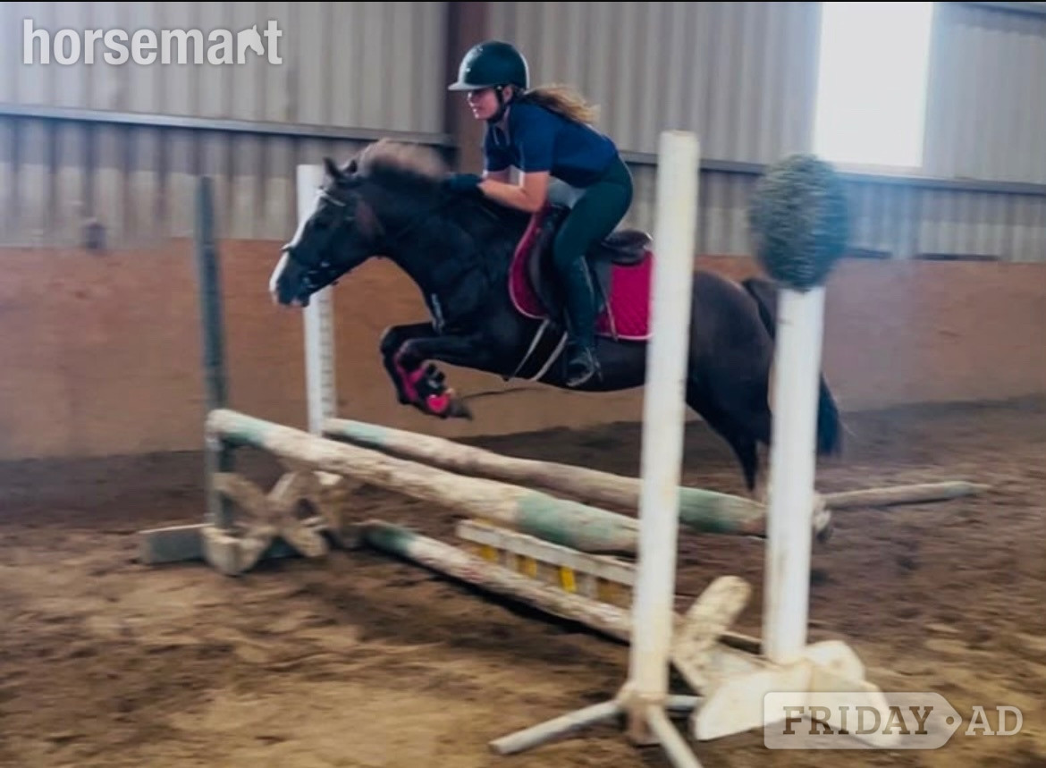 Collooney "Jumping ponies"  Gelding Show Jumper