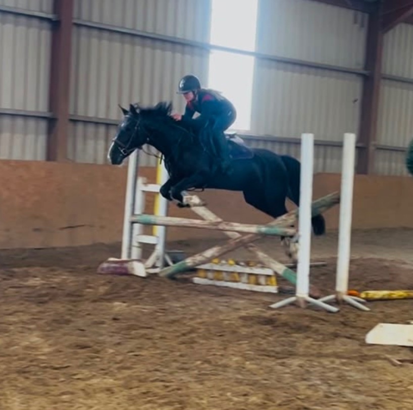 "Jumping ponies"  Gelding Show Jumper - Horses in Collooney