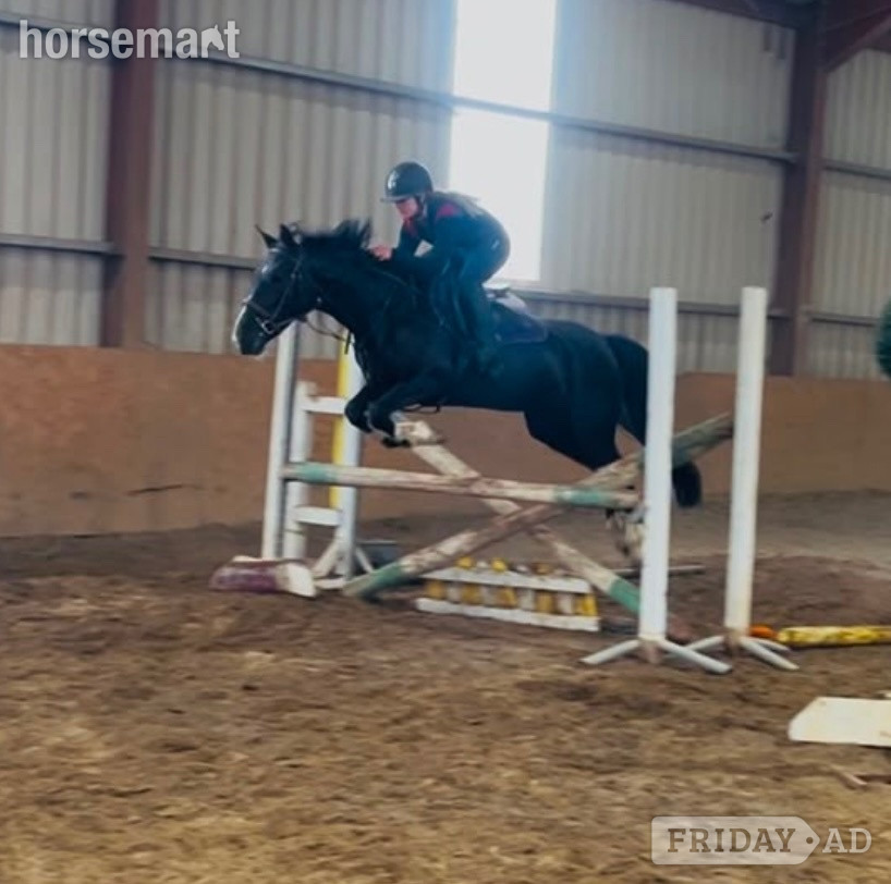 "Jumping ponies"  Gelding Show Jumper - Horses in Collooney