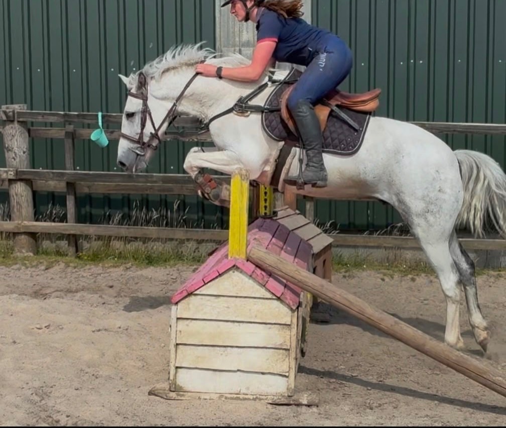"Jumping ponies"  Gelding Show Jumper - Horses