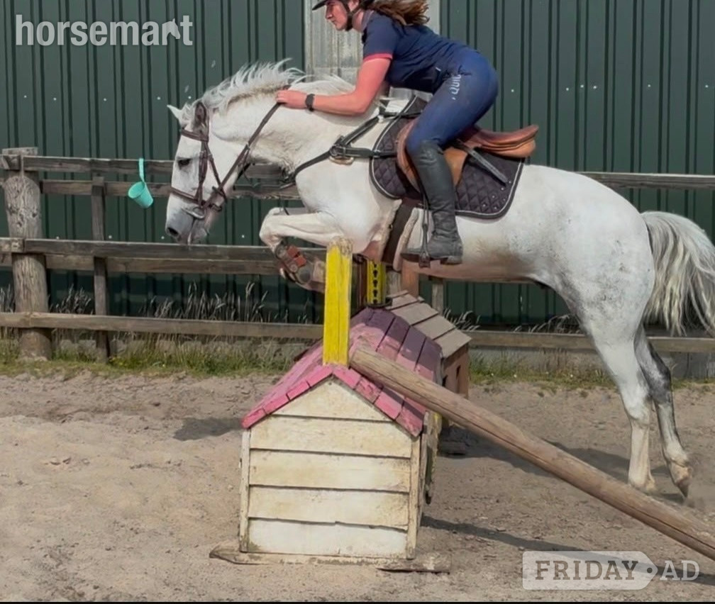 "Jumping ponies"  Gelding Show Jumper - Horses