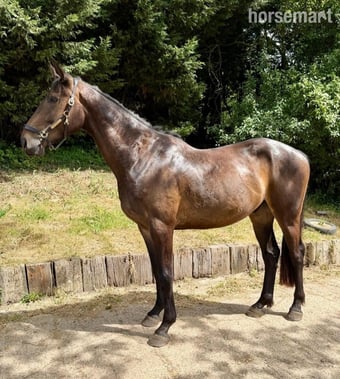 "Oscar" Bay Gelding All Rounder