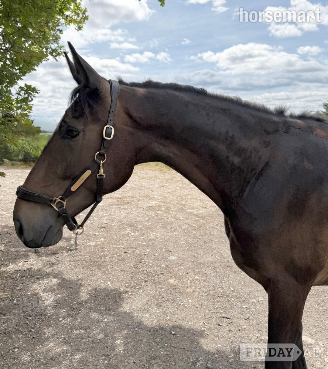 "Oscar" Bay Gelding All Rounder