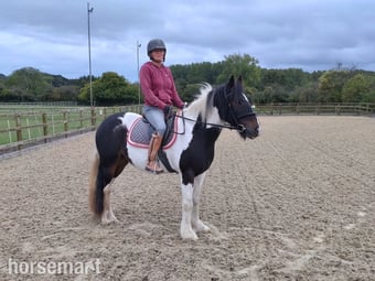 "Bow" Tri-Coloured Mare All Rounder