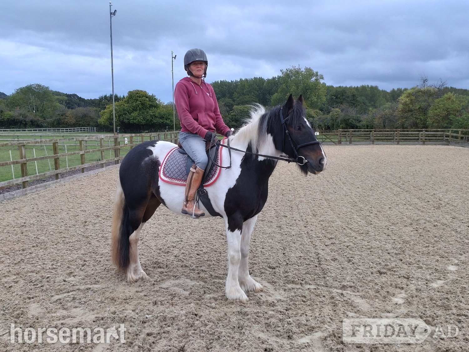 "Bow" Tri-Coloured Mare All Rounder in Ashford