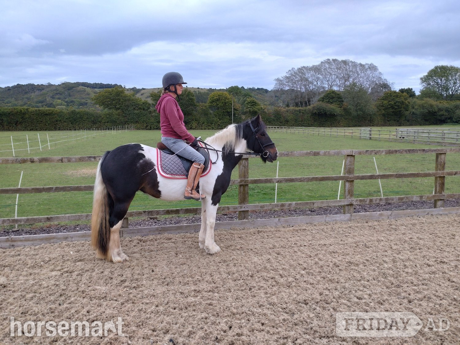 "Bow" Tri-Coloured Mare All Rounder