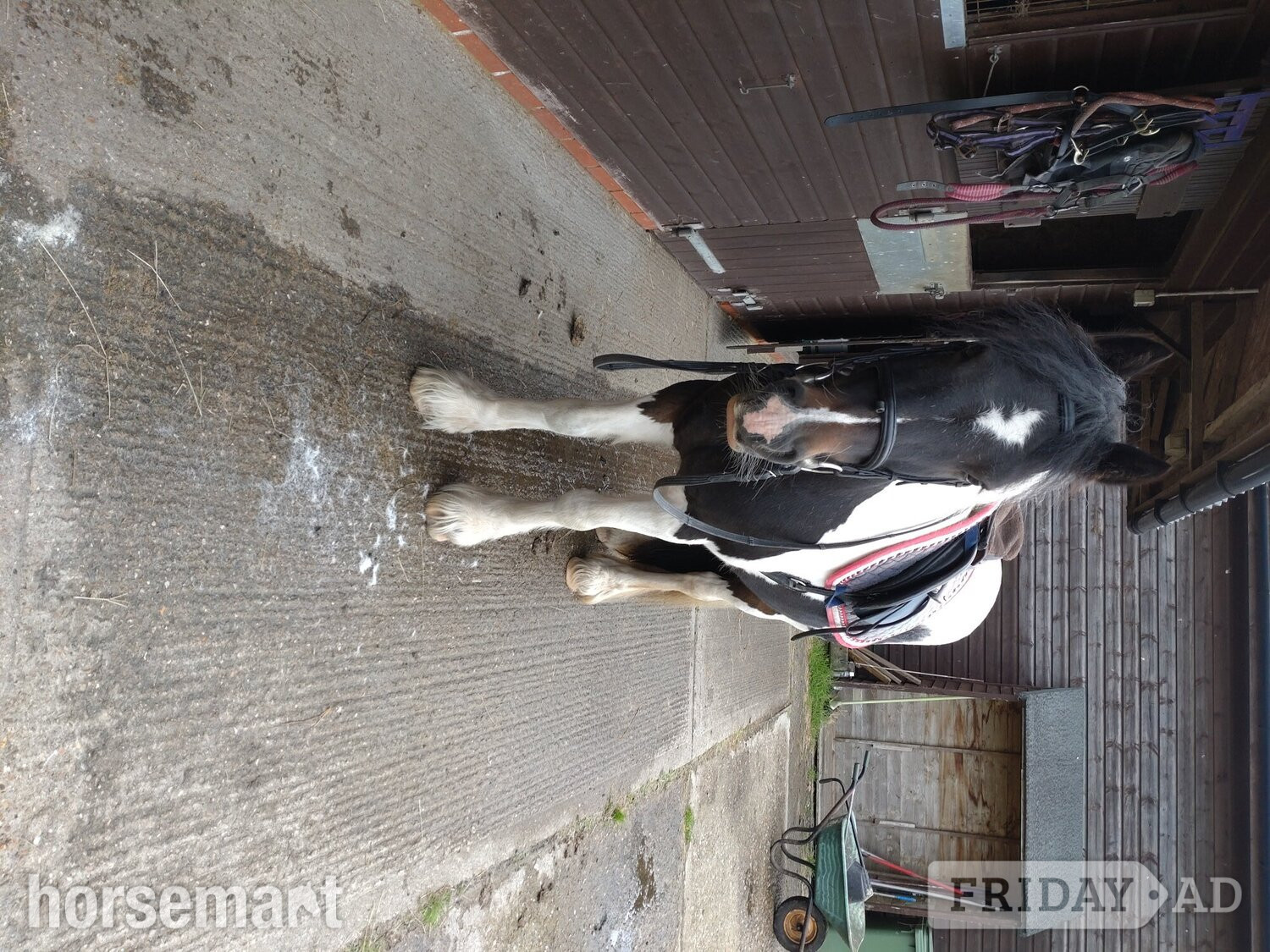Ashford "Bow" Tri-Coloured Mare All Rounder
