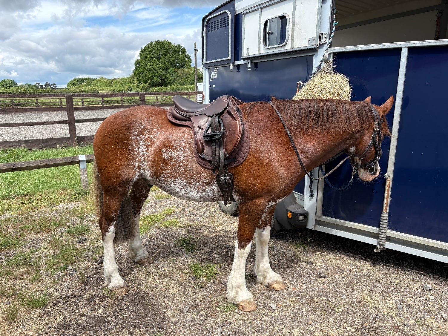 "Gwernfythen Sparkle" Chestnut Roan Gelding All Rounder