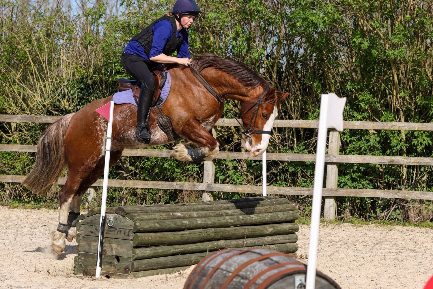 Cambridge "Gwernfythen Sparkle" Chestnut Roan Gelding All Rounder