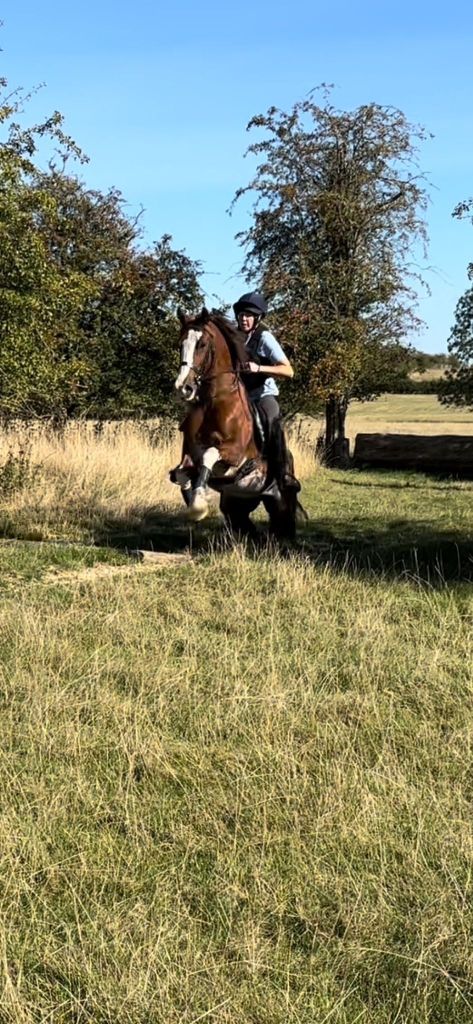 "Gwernfythen Sparkle" Chestnut Roan Gelding All Rounder - Horses