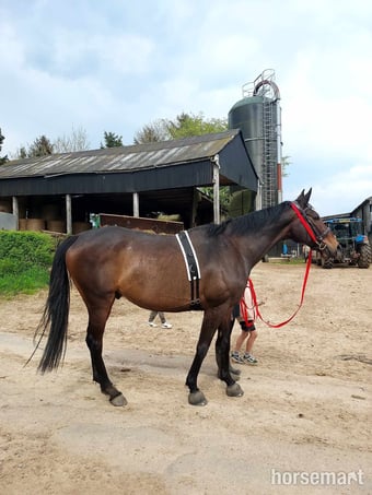 17.2 TB gelding 💚