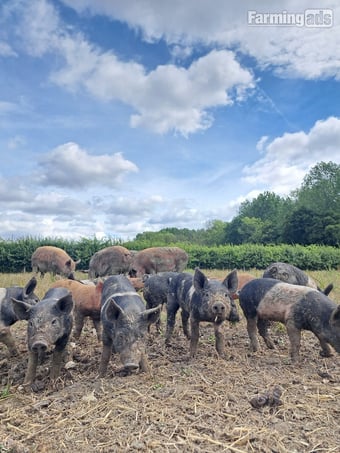 Hampshire Cross Piglets