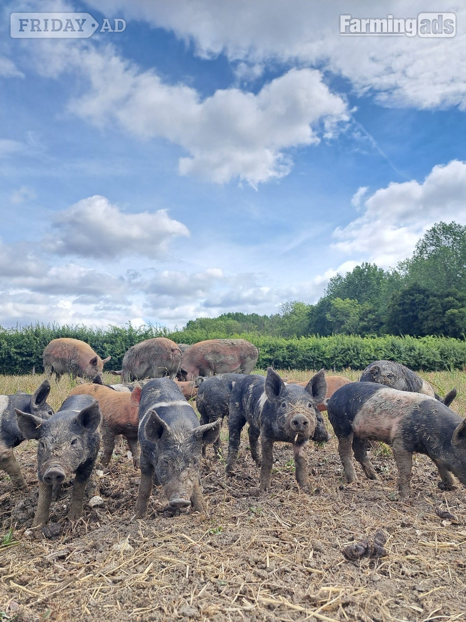 Hampshire Cross Piglets in Ashford