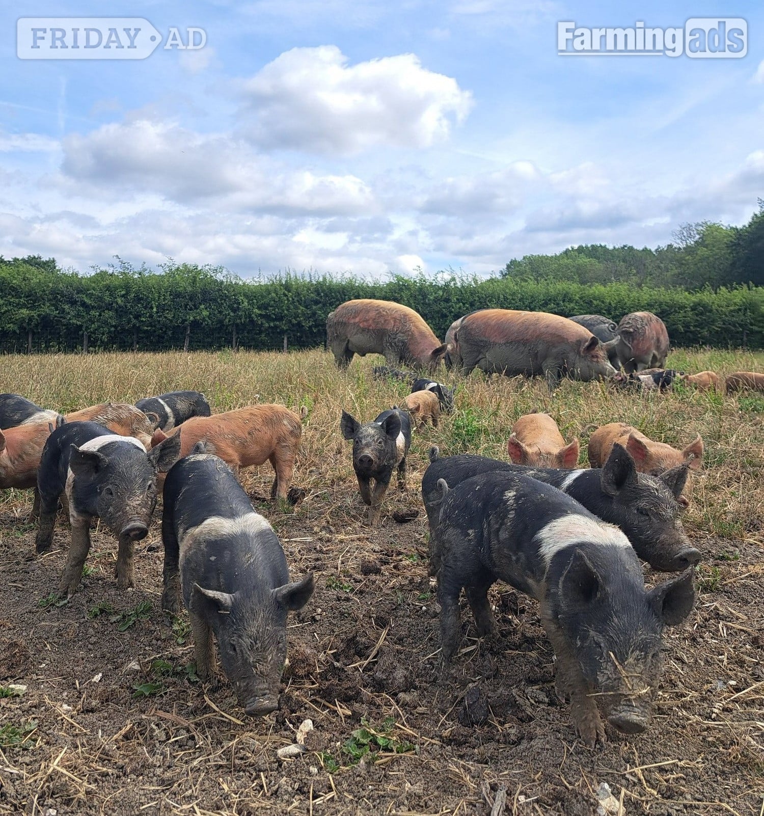 Hampshire Cross Piglets