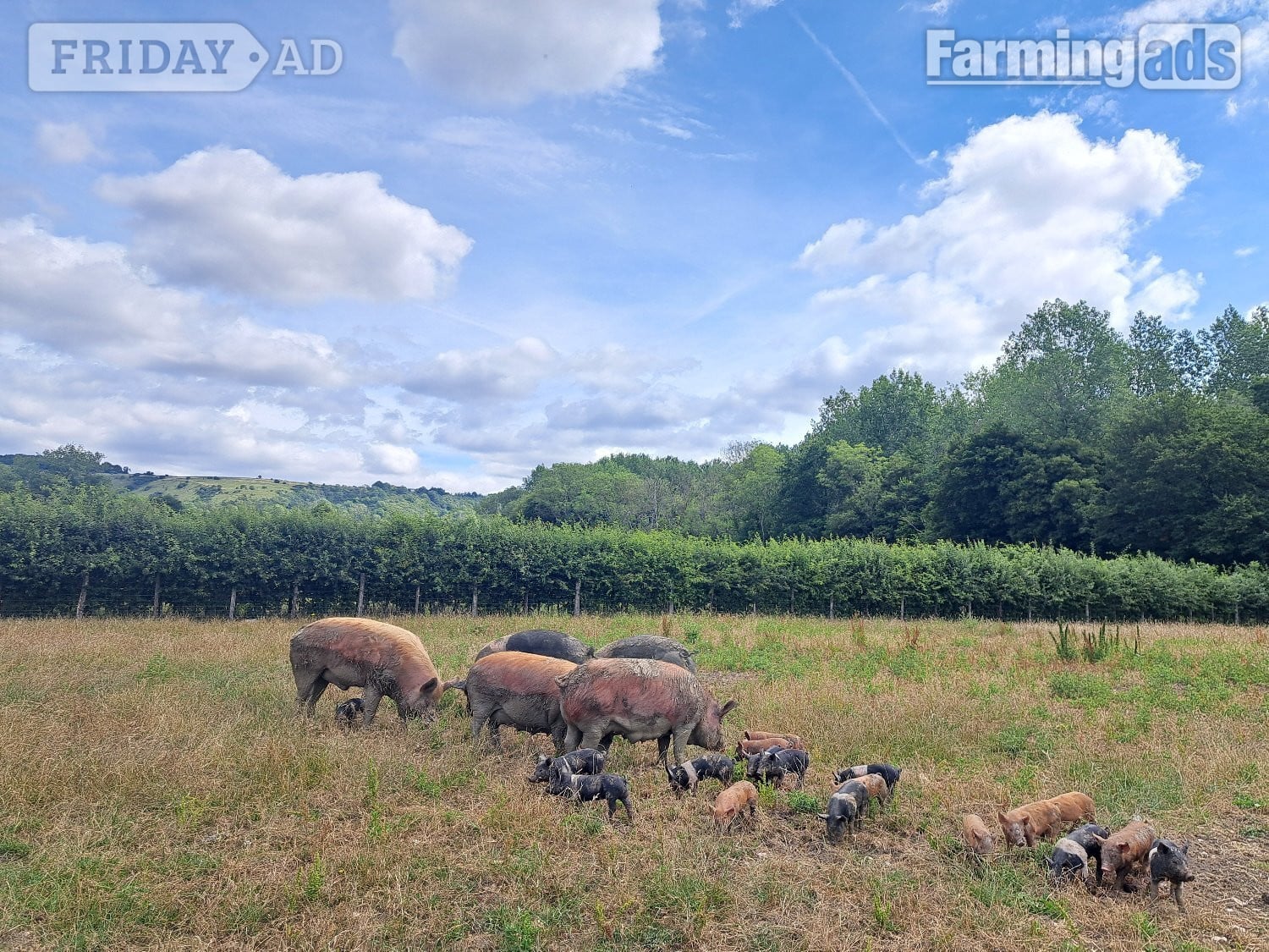 Ashford Hampshire Cross Piglets