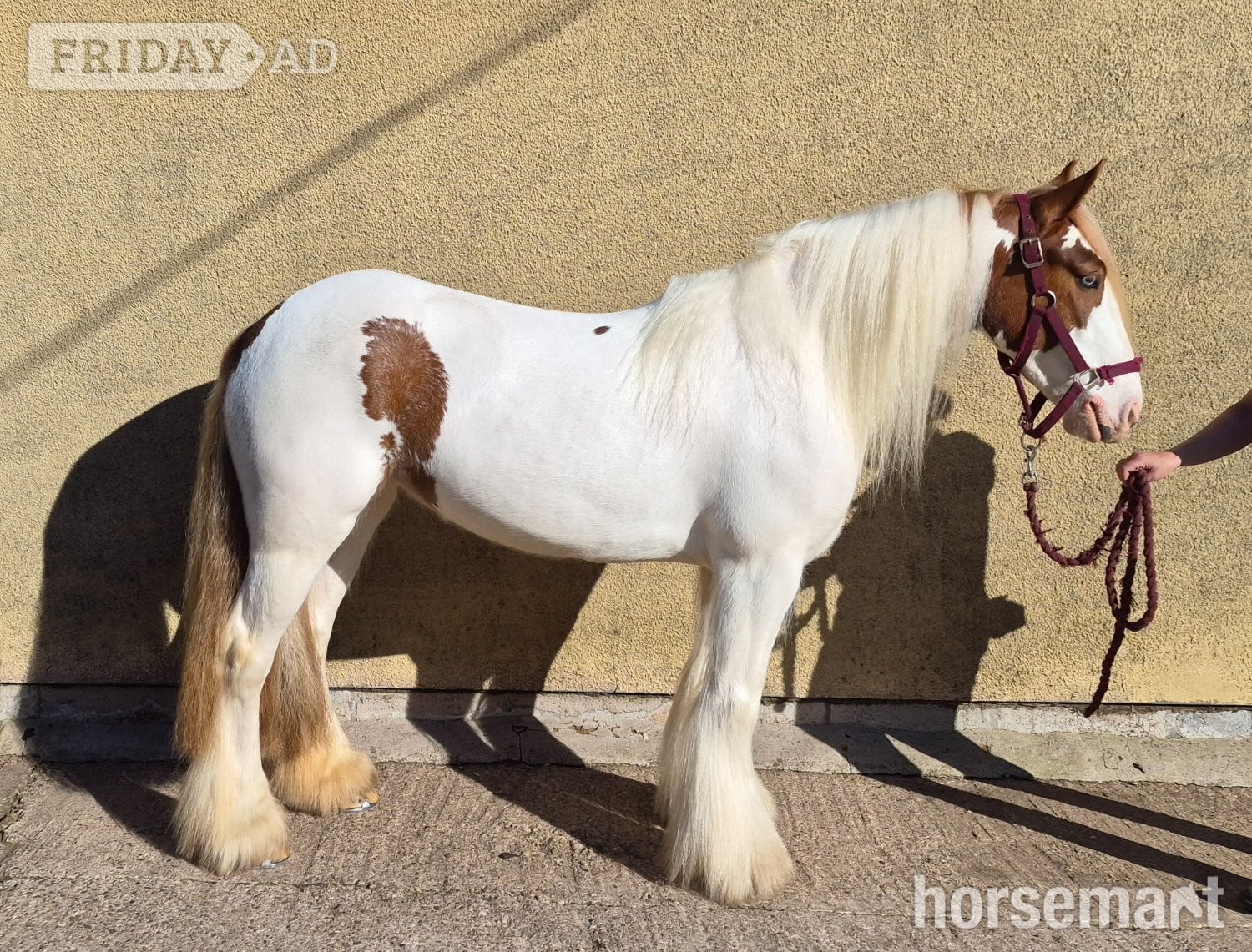 "Pippi" Skewbald Mare All Rounder in Wolverhampton