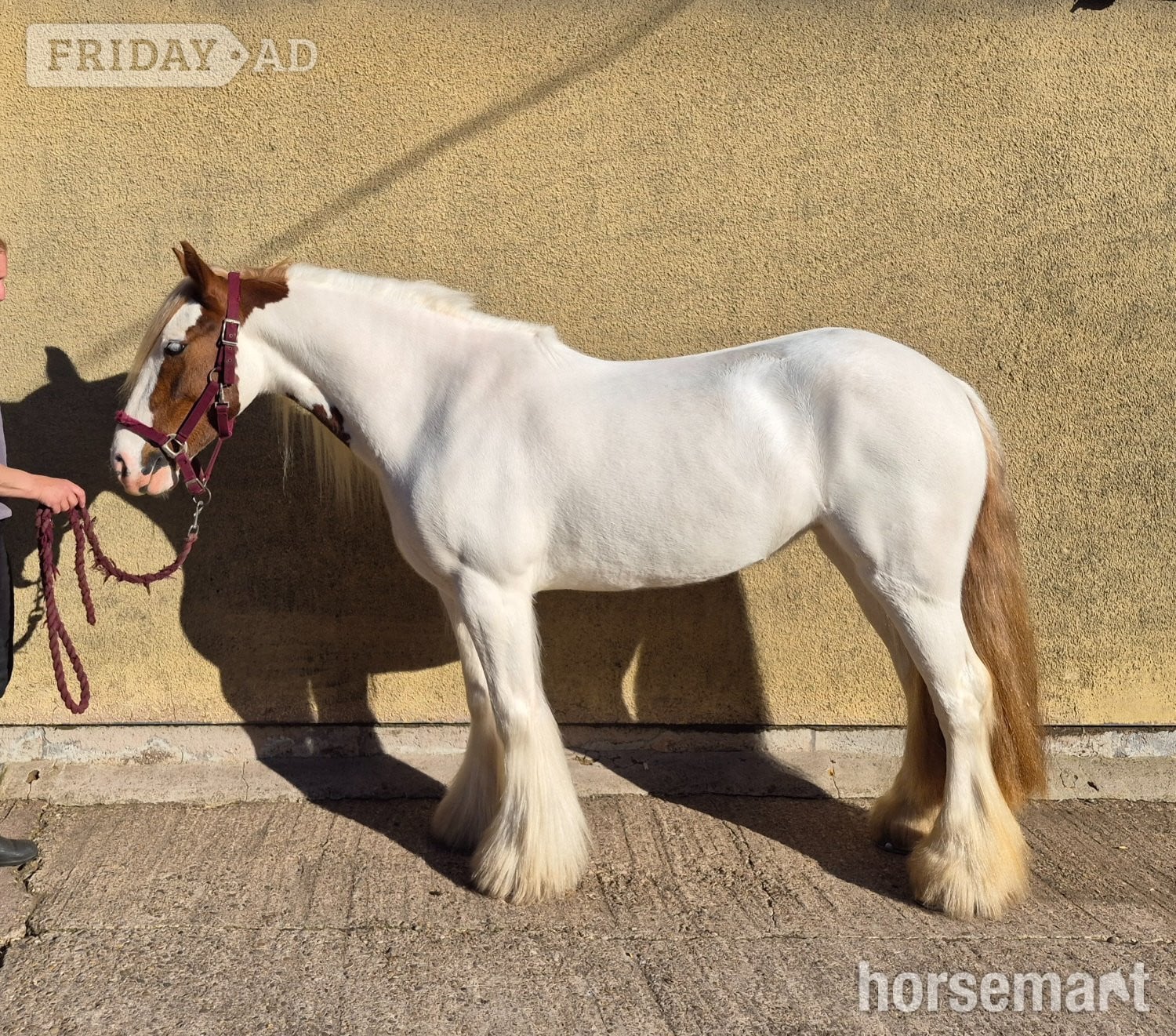 "Pippi" Skewbald Mare All Rounder