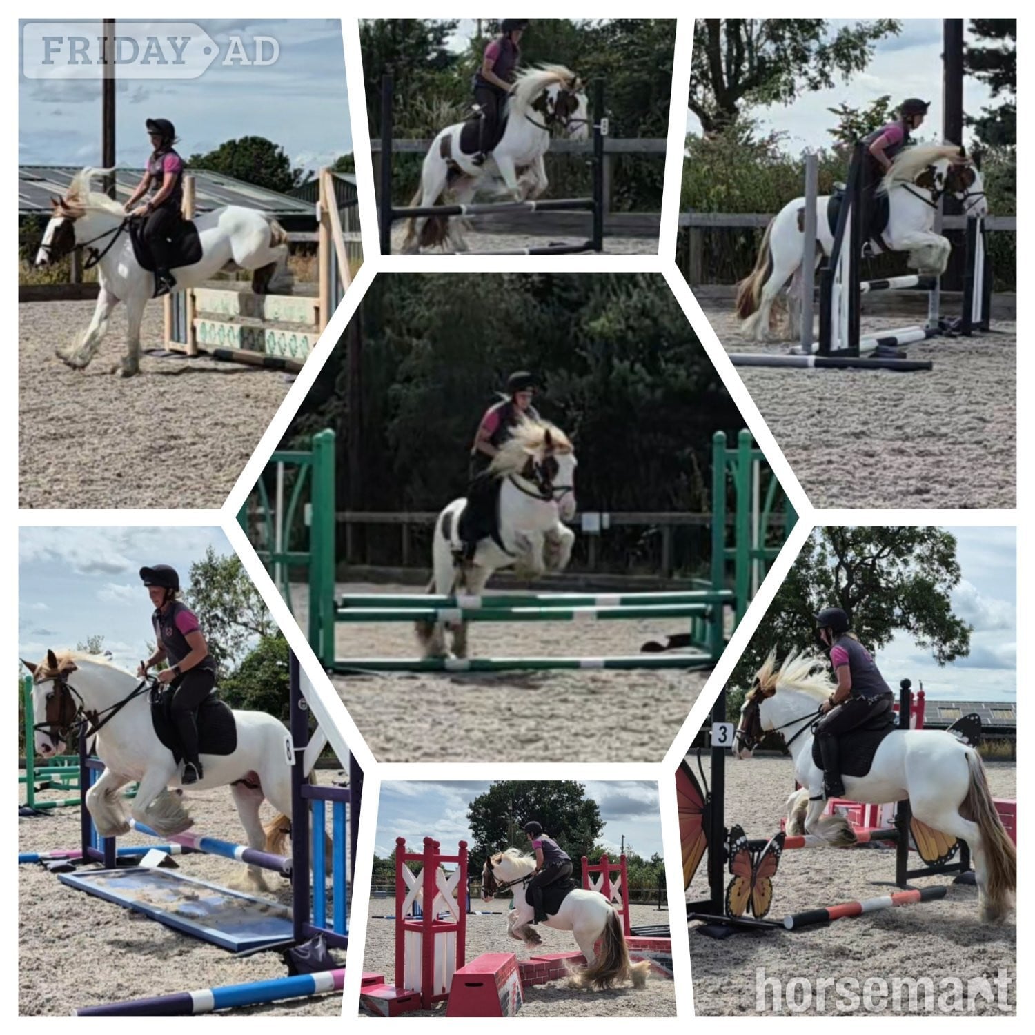 Wolverhampton "Pippi" Skewbald Mare All Rounder
