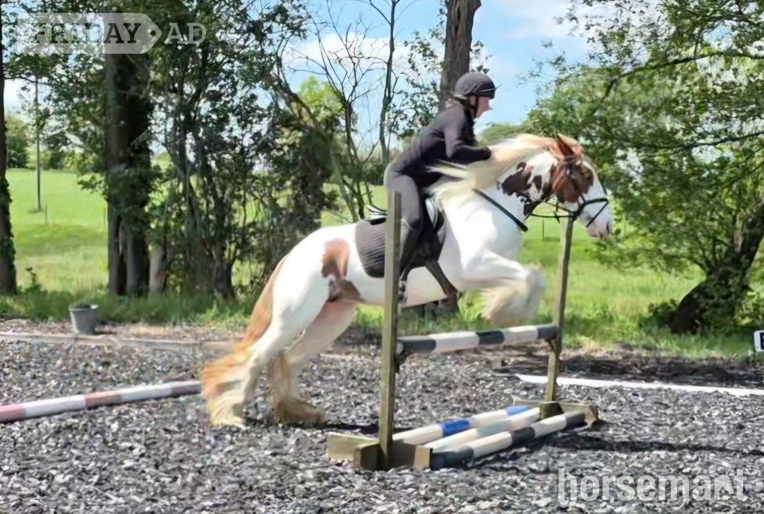 "Pippi" Skewbald Mare All Rounder - Horses in Wolverhampton