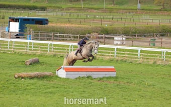 "Alfie " Grey Gelding Pony Club Pony