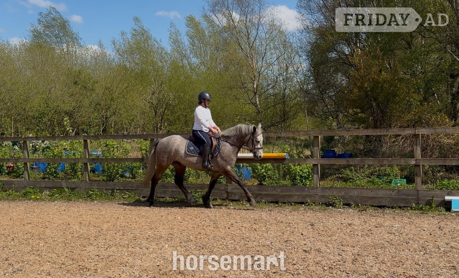 "Alfie " Grey Gelding Pony Club Pony - Horses