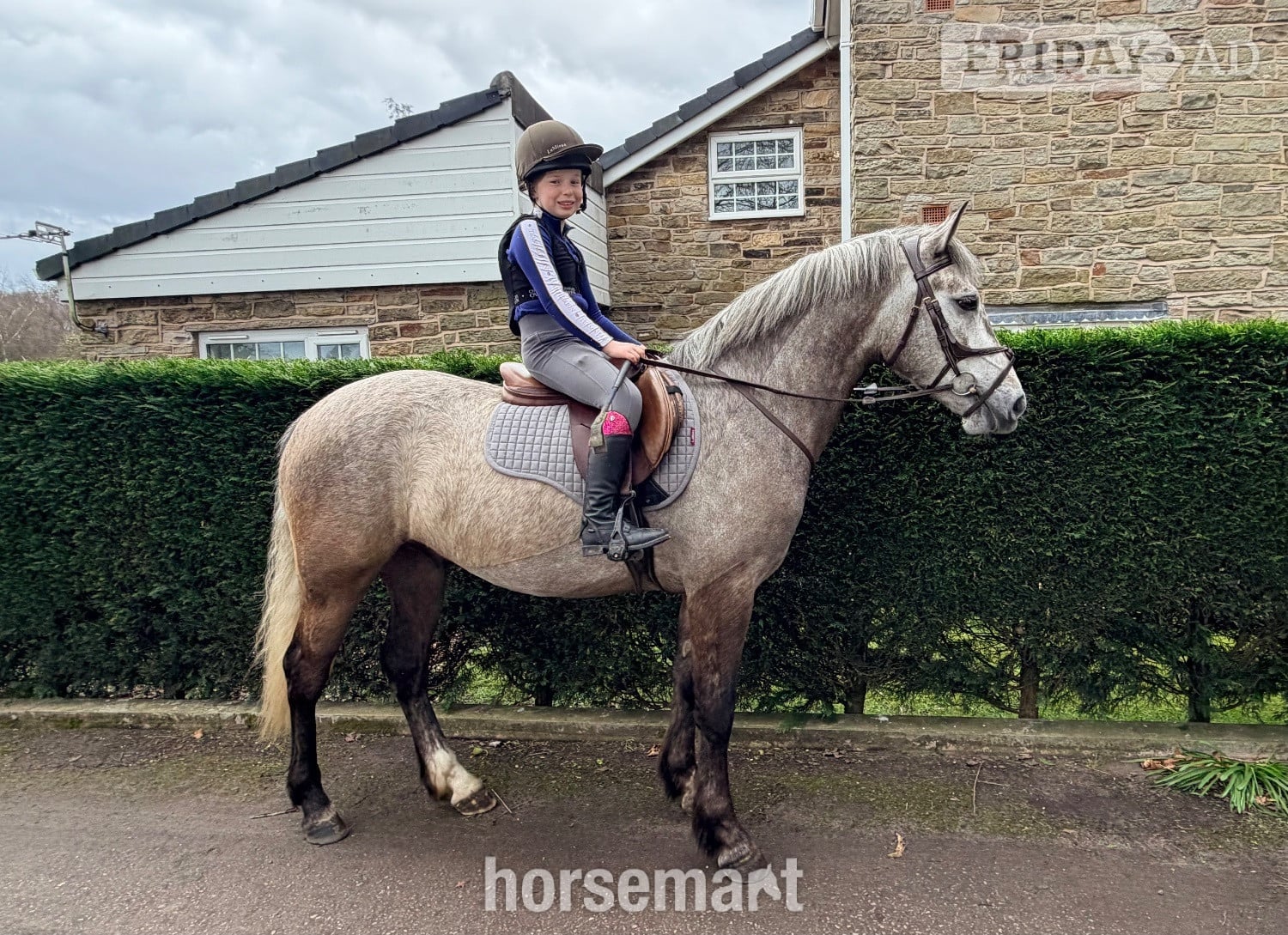 "Alfie " Grey Gelding Pony Club Pony - Horses in Skelmersdale