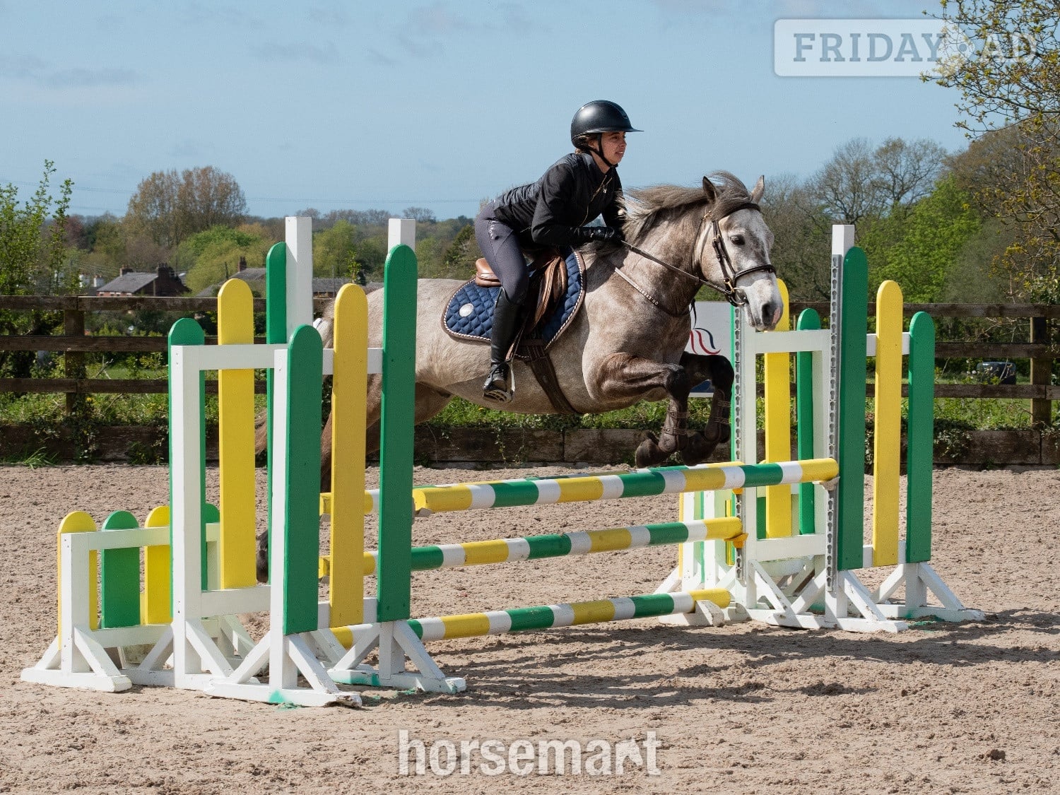 "Alfie " Grey Gelding Pony Club Pony
