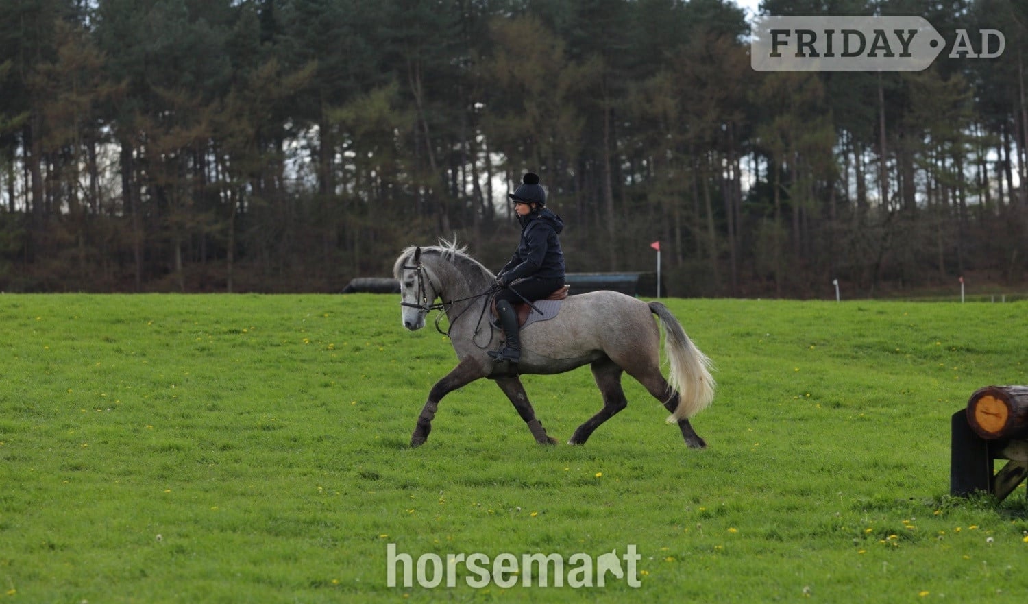 Skelmersdale "Alfie " Grey Gelding Pony Club Pony