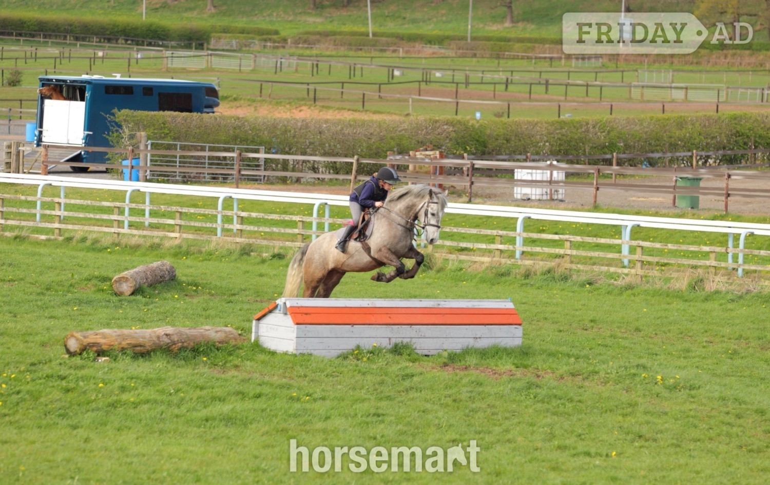 "Alfie " Grey Gelding Pony Club Pony in Skelmersdale