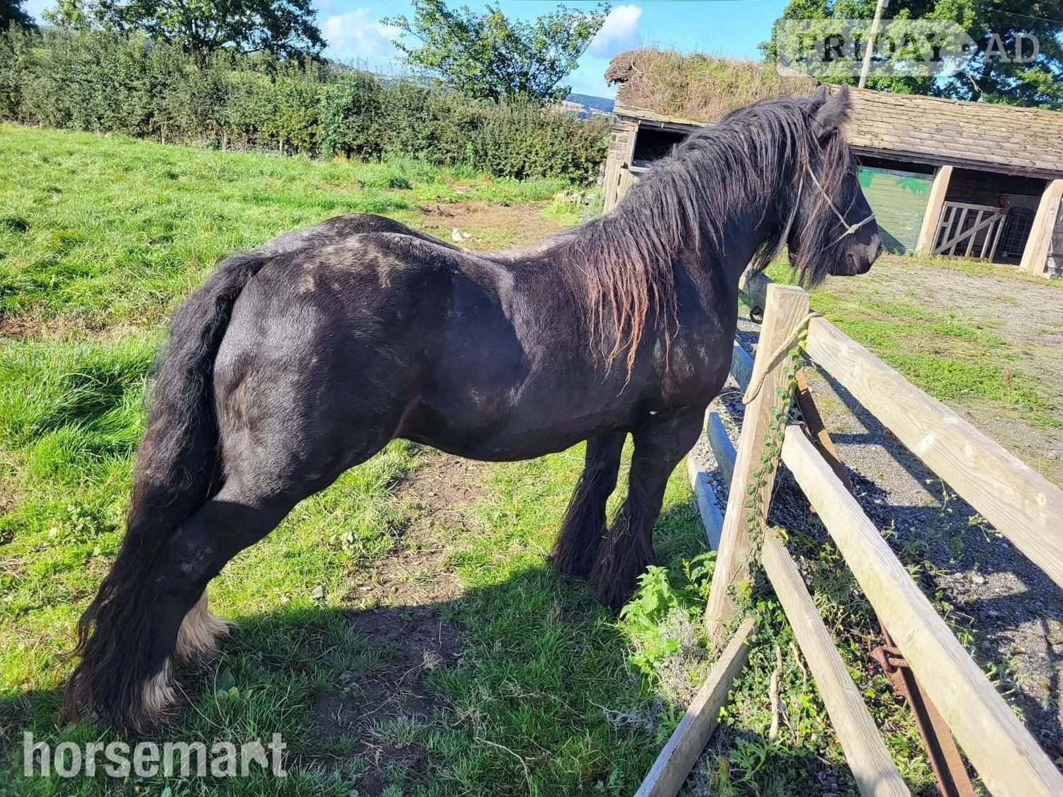 "Reggi" Black Roan Gelding Cob/Heavy Horse