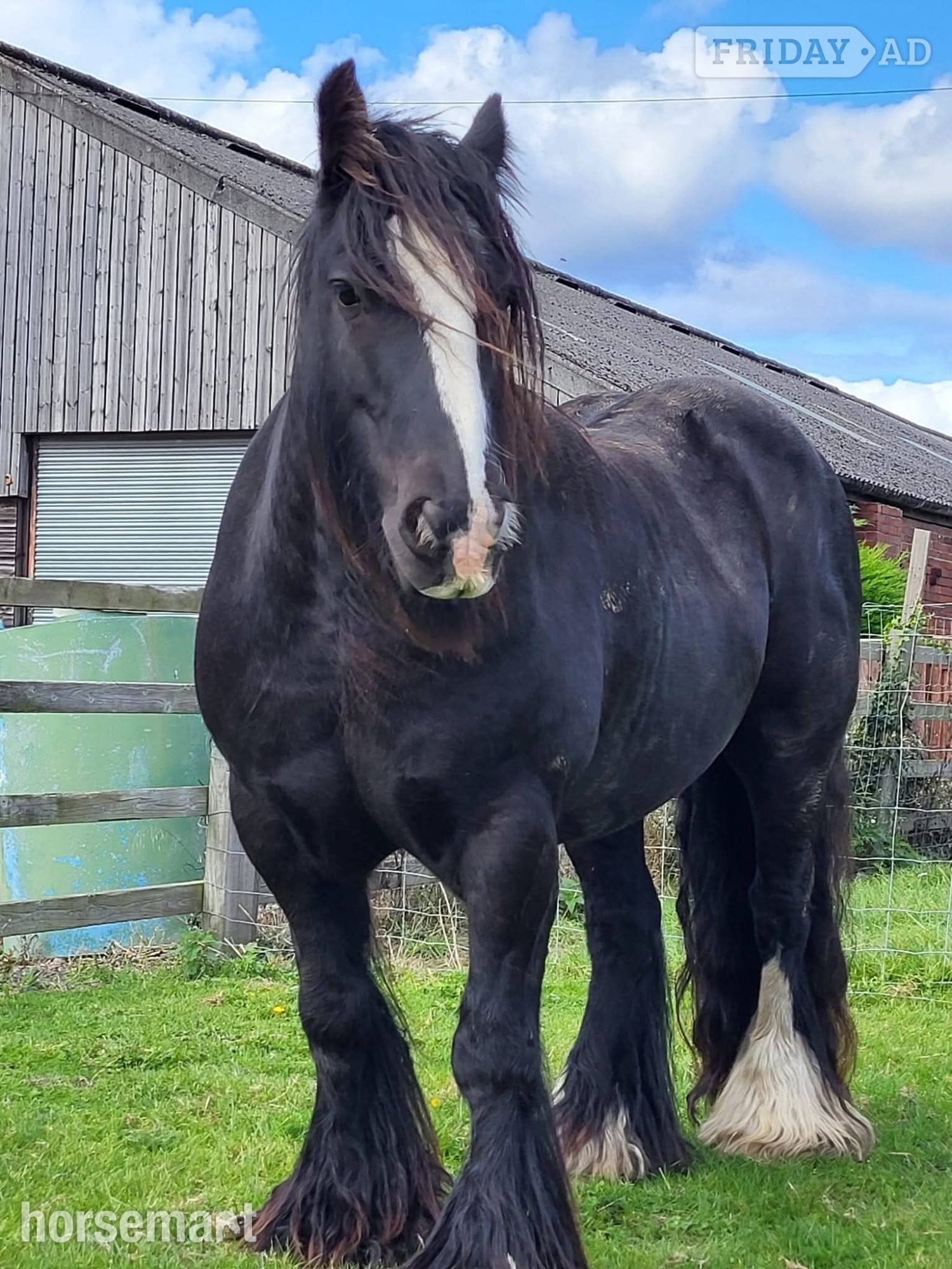 "Reggi" Black Roan Gelding Cob/Heavy Horse in Barnsley