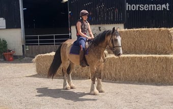"Barley" Dun Gelding Cob/Heavy Horse