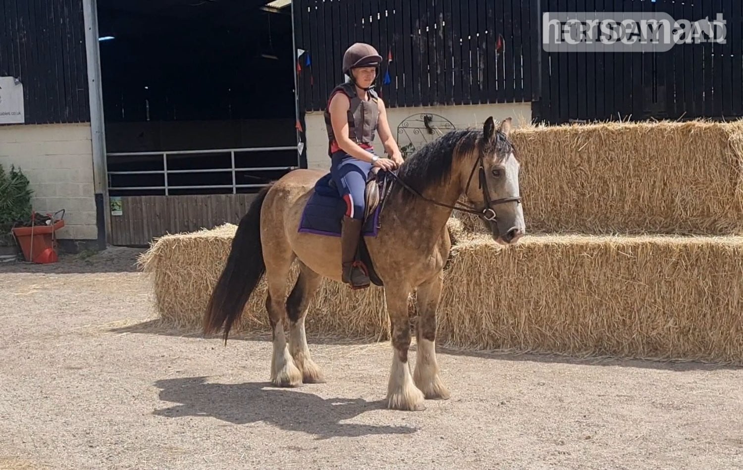 "Barley" Dun Gelding Cob/Heavy Horse in King's Lynn