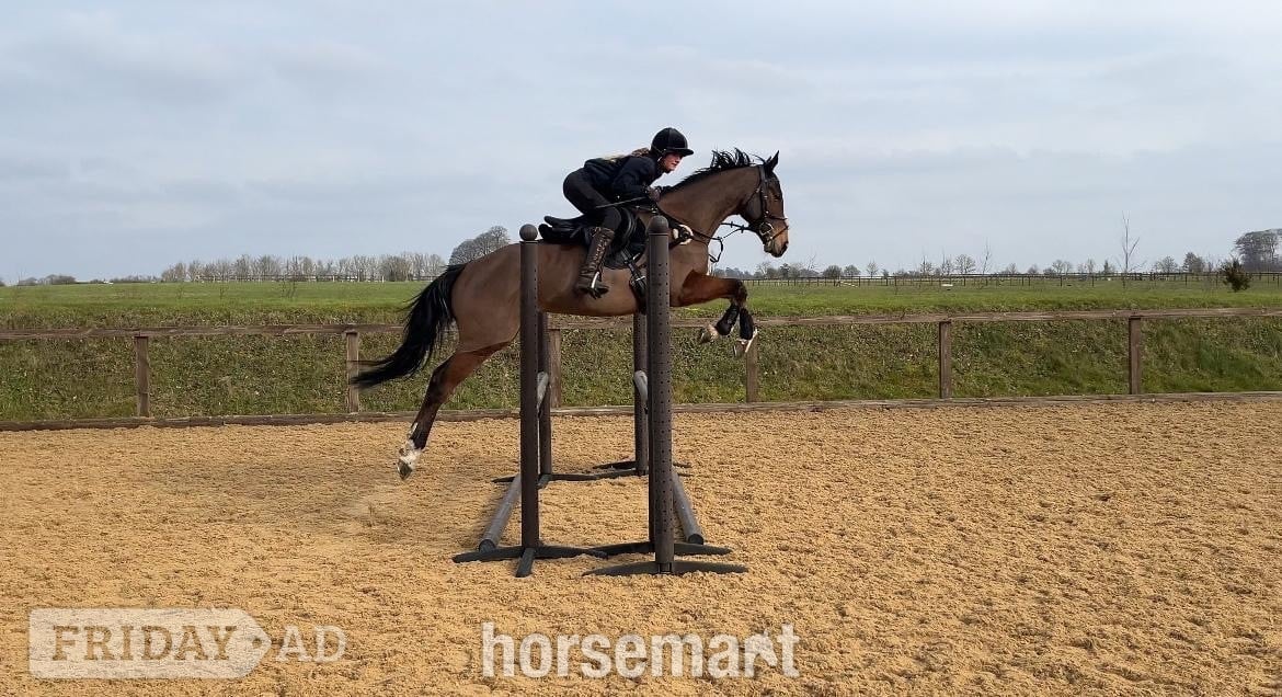 "Mesopotamia " Bay Gelding All Rounder in Chippenham