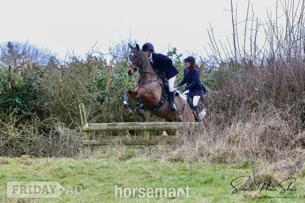 "Mesopotamia " Bay Gelding All Rounder