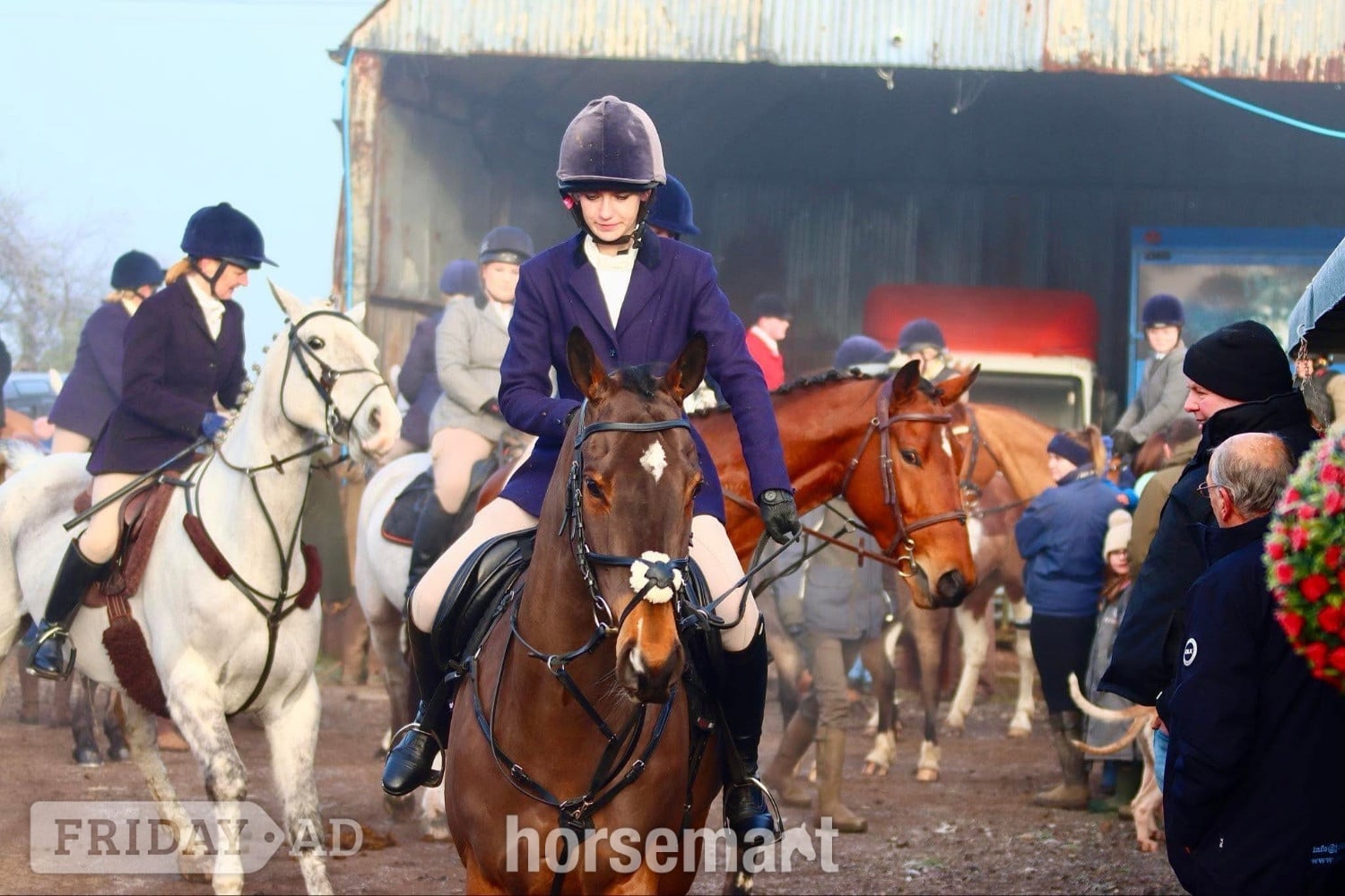 Chippenham "Mesopotamia " Bay Gelding All Rounder