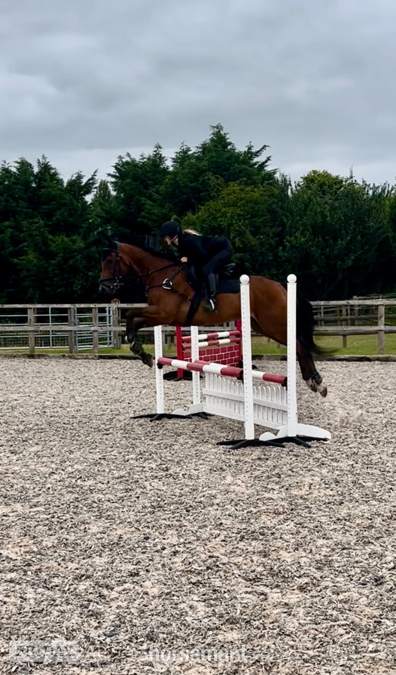 "Mesopotamia " Bay Gelding All Rounder - Horses in Chippenham
