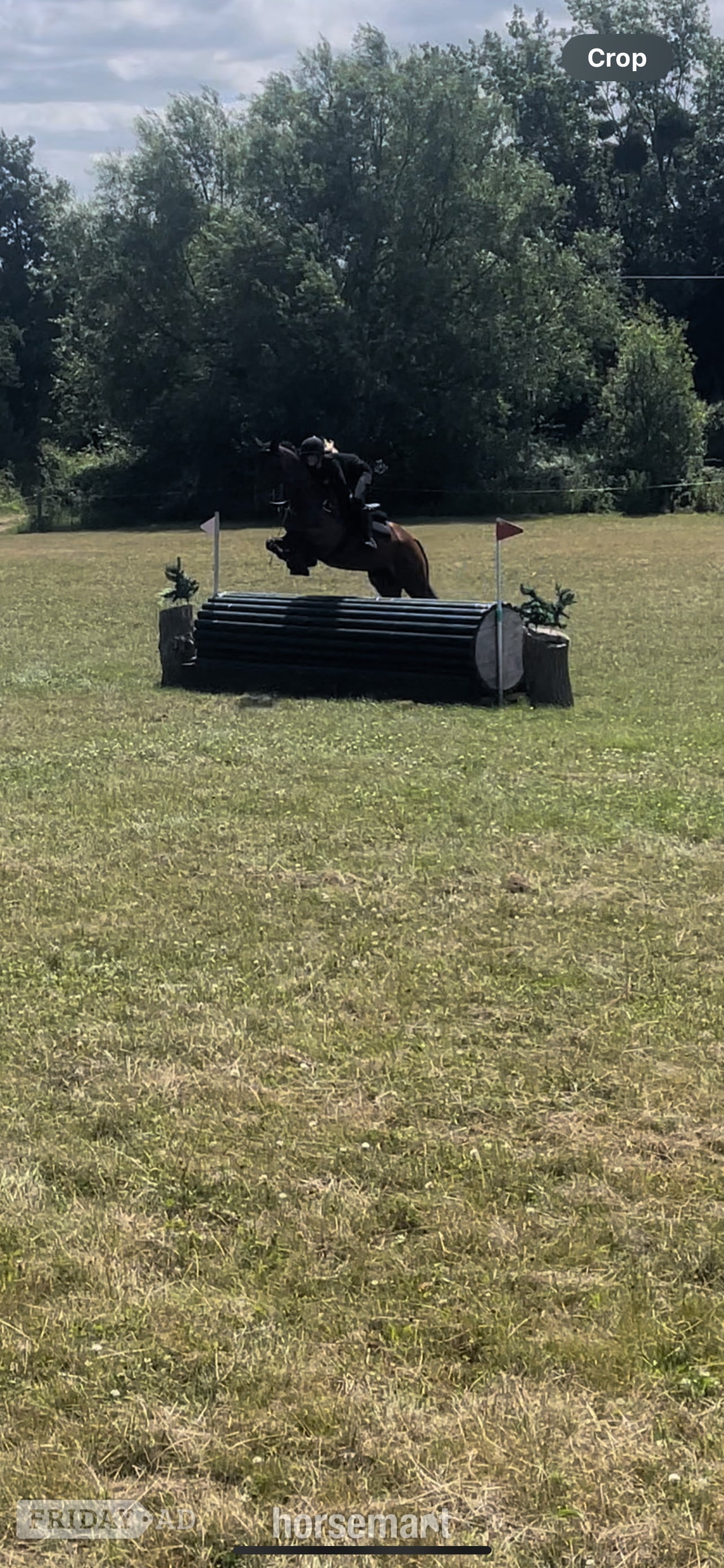 "Mesopotamia " Bay Gelding All Rounder - Horses