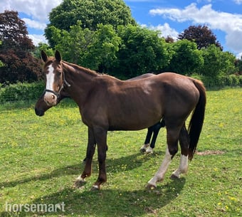 "Horse"  Mare All Rounder